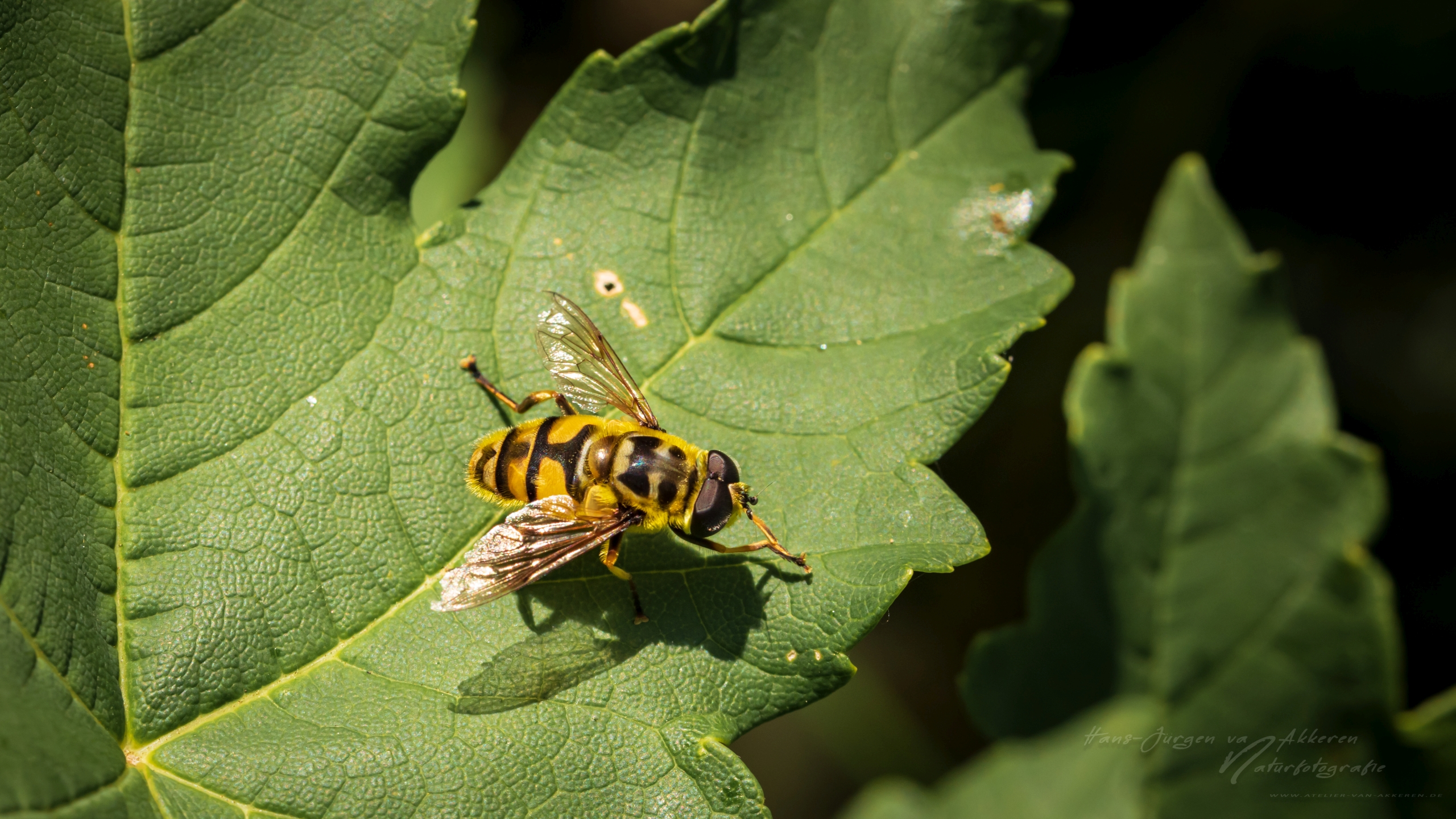 Totenkopfschwebfliege - Myathropa florea - Batman Hoverfly Kirnburg bei Bleichheim